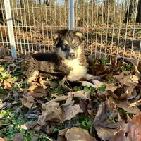 Tucker, a male Toy Australian Shepherd for sale in Wheaton, MO – Photo 4 of 10