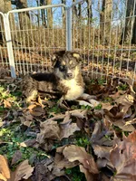 Tucker, a male Toy Australian Shepherd for sale in Wheaton, MO – Photo 4 of 10