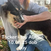 Tucker, a male Toy Australian Shepherd for sale in Wheaton, MO – Photo 2 of 10