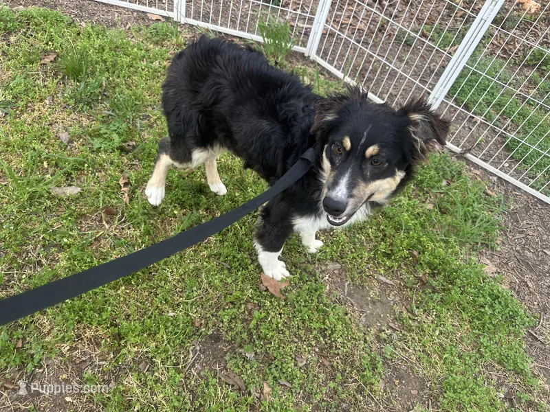 Tucker – Toy Australian Shepherd puppy for sale in Wheaton, MO