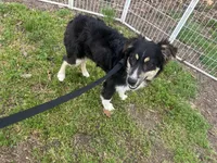 Tucker, a male Toy Australian Shepherd for sale in Wheaton, MO – Photo 1 of 10