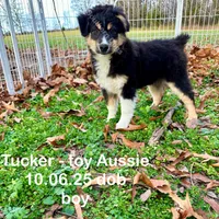 Tucker, a male Toy Australian Shepherd for sale in Wheaton, MO – Photo 5 of 10