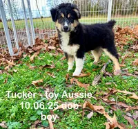 Tucker, a male Toy Australian Shepherd for sale in Wheaton, MO – Photo 5 of 10