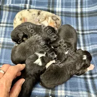 Tucker, a male Toy Australian Shepherd for sale in Wheaton, MO – Photo 10 of 10