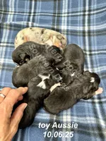 Tucker, a male Toy Australian Shepherd for sale in Wheaton, MO – Photo 10 of 10