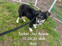 Tucker, a male Toy Australian Shepherd for sale in Wheaton, MO – 1 of 10