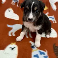 Tucker, a male Toy Australian Shepherd for sale in Wheaton, MO – Photo 9 of 10