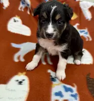 Tucker, a male Toy Australian Shepherd for sale in Wheaton, MO – Photo 9 of 10