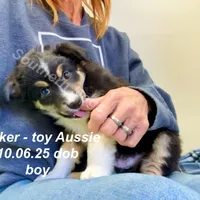 Tucker, a male Toy Australian Shepherd for sale in Wheaton, MO – Photo 7 of 10