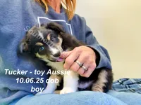 Tucker, a male Toy Australian Shepherd for sale in Wheaton, MO – Photo 7 of 10