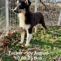 Tucker, a male Toy Australian Shepherd for sale in Wheaton, MO – Photo 1 of 10