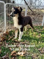 Tucker, a male Toy Australian Shepherd for sale in Wheaton, MO – Photo 1 of 10