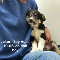 Tucker, a male Toy Australian Shepherd for sale in Wheaton, MO – Photo 6 of 10