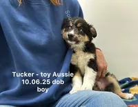 Tucker, a male Toy Australian Shepherd for sale in Wheaton, MO – Photo 6 of 10