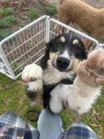 Tucker, a male Toy Australian Shepherd for sale in Wheaton, MO – Photo 2 of 10