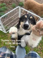 Tucker, a male Toy Australian Shepherd for sale in Wheaton, MO – 2 of 10