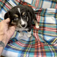 Tucker, a male Toy Australian Shepherd for sale in Wheaton, MO – Photo 8 of 10