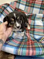 Tucker, a male Toy Australian Shepherd for sale in Wheaton, MO – Photo 8 of 10