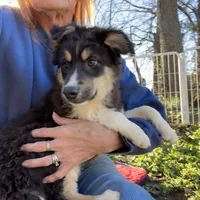 Tucker, a male Toy Australian Shepherd for sale in Wheaton, MO – Photo 3 of 10