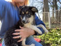 Tucker, a male Toy Australian Shepherd for sale in Wheaton, MO – Photo 3 of 10