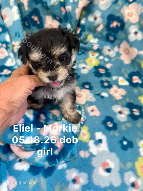 Eliel – Morkie puppy for sale in Wheaton, MO