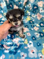 Eliel, a female Morkie for sale in Wheaton, MO – 1 of 4
