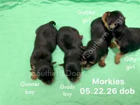 Gitty, a female Morkie for sale in Wheaton, MO – 2 of 2