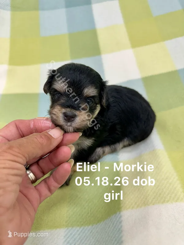 Eliel – Morkie puppy for sale in Wheaton, MO