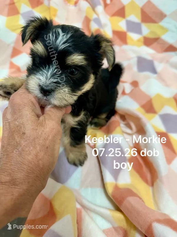 Keebler – Morkie puppy for sale in Wheaton, MO