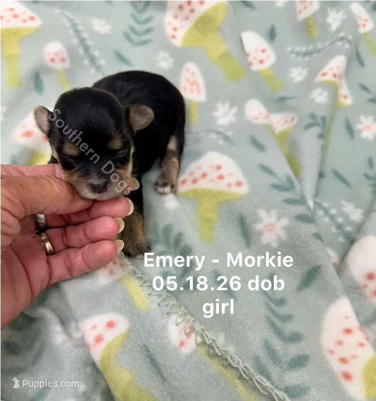 Emery – Morkie puppy for sale in Wheaton, MO