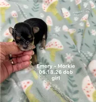 Emery, a female Morkie for sale in Wheaton, MO – 1 of 2
