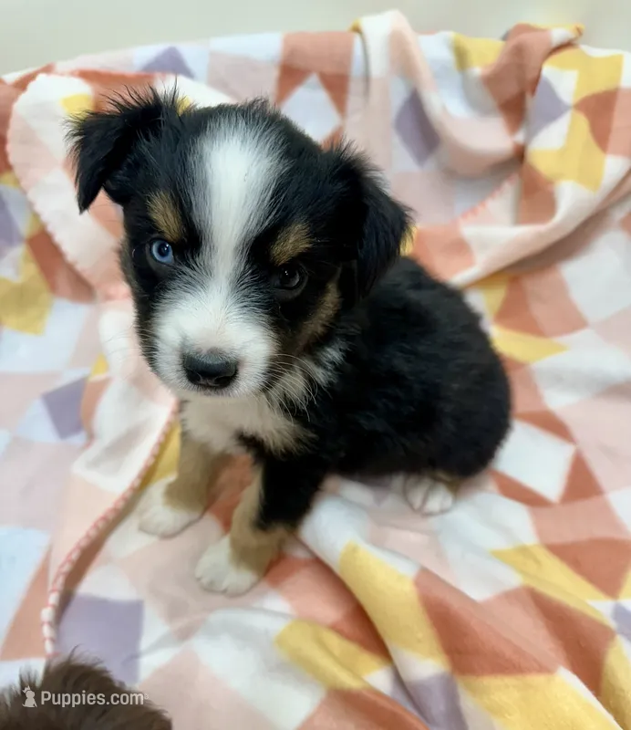 IvyAnne-one bright blue eye!! – Miniature Australian Shepherd puppy for sale in Wheaton, MO