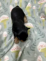 Krikey, a male Morkie for sale in Wheaton, MO – 6 of 9