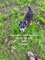 Bechner-bright blue eyes!!, a male Miniature Australian Shepherd for sale in Wheaton, MO – 2 of 10