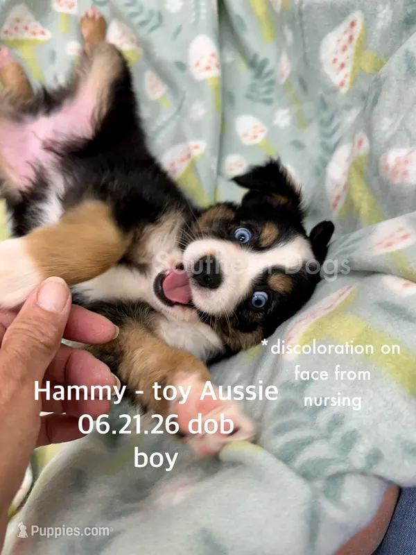 Hammy-bright blue eyes!! – Toy Australian Shepherd puppy for sale in Wheaton, MO