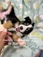 Hammy-bright blue eyes!!, a male Toy Australian Shepherd for sale in Wheaton, MO – 1 of 8