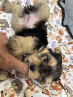 Grady, a male Morkie for sale in Wheaton, MO – 2 of 6