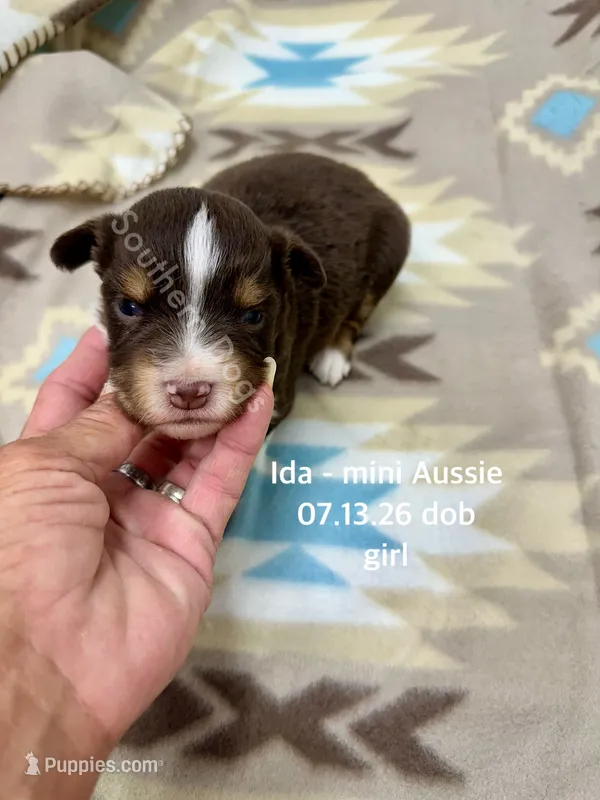 Ida – Miniature Australian Shepherd puppy for sale in Wheaton, MO