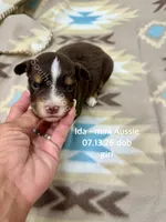 Ida, a female Miniature Australian Shepherd for sale in Wheaton, MO – 1 of 2