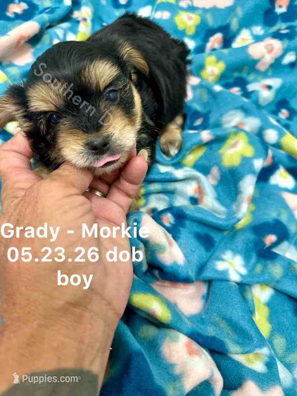 Grady – Morkie puppy for sale in Wheaton, MO
