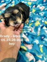 Grady, a male Morkie for sale in Wheaton, MO – 3 of 6