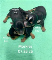 Krikey, a male Morkie for sale in Wheaton, MO – 9 of 9