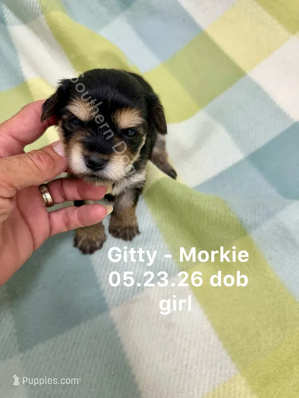 Gitty – Morkie puppy for sale in Wheaton, MO