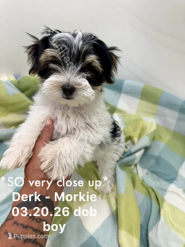 Derk – Morkie puppy for sale in Wheaton, MO