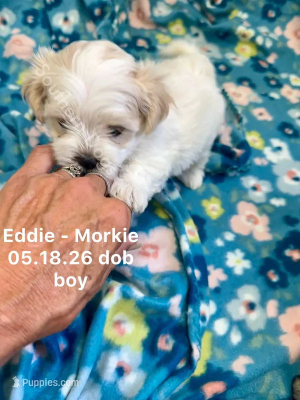 Eddie – Morkie puppy for sale in Wheaton, MO