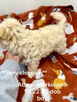 Atley-MORKIEPOO, a male Poodle - Toy  and Morkie for sale in Wheaton, MO – Photo 2 of 10