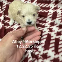 Atley-MORKIEPOO, a male Poodle - Toy  and Morkie for sale in Wheaton, MO – Photo 8 of 10