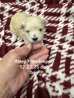 processed/330611b0-2408-4aed-9291-b224d24a0f61/listing/e18ff444-718a-45a9-b077-7cb8f283aded/0c52725b-c09a-4671-a766-bcb037b27bfb