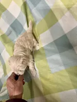 processed/330611b0-2408-4aed-9291-b224d24a0f61/listing/e18ff444-718a-45a9-b077-7cb8f283aded/0ec52d14-9096-4974-a940-92abb954b55f