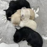 Atley-MORKIEPOO, a male Poodle - Toy  and Morkie for sale in Wheaton, MO – Photo 10 of 10